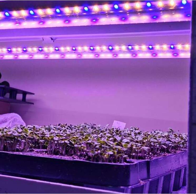 Vegic Series Customized Led T8 T5 15W 18W 20W 36W 60W Full Spectrum Hydroponic System Veg Clone Seedling Led Grow Light Tube