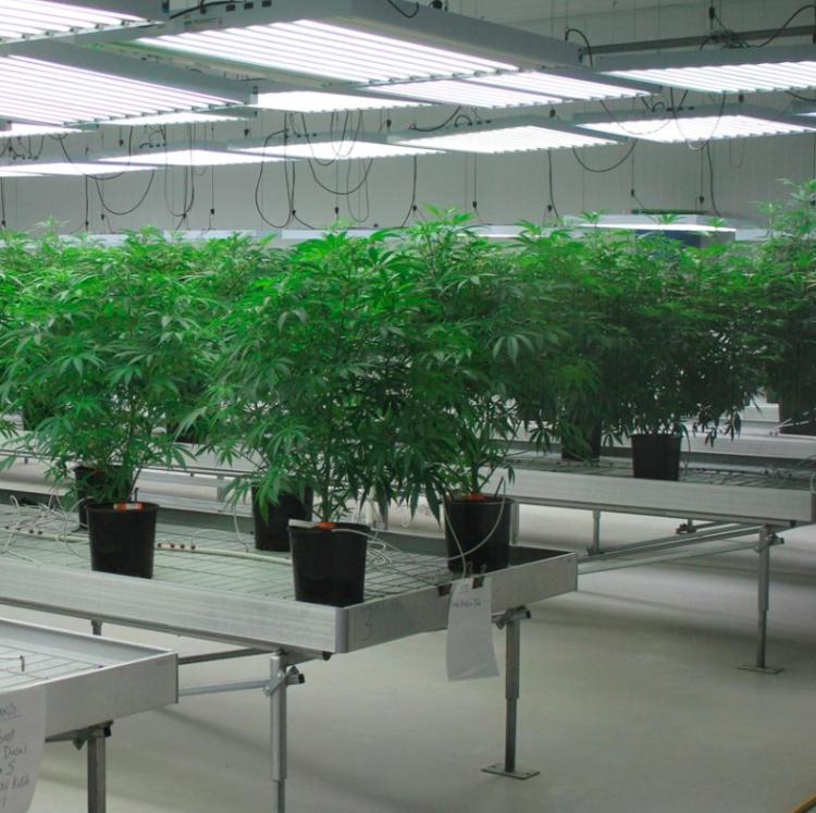 Commercial Greenhouse Seedbed 4X8 Ft Nursery Bed Ebb And Flow Tray Hydroponics Movable Rolling Bench System Flood Table